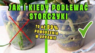 Jak Podlewać Storczyki  Poznaj Arcyważne Zasady [upl. by Atteuqnas214]