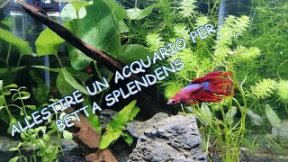 Allestire in modo FACILE un ACQUARIO per BETTA SPLENDENS pesce combattente [upl. by Otaner]