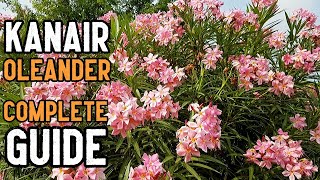 Oleander Nerium oleander Plant care Growing Tips and Complete Information in Urdu and Hindi [upl. by Eiduam312]