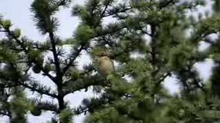 Iberische Tjiftjaf Iberian Chiffchaff [upl. by Ramsay]