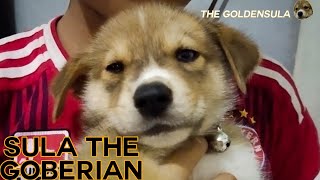 Goberian Puppies  Golden Retriever Mix Siberian Husky  Vlog01 [upl. by Wells]