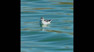 Rednecked Phalarope never swims straight [upl. by Aleris]