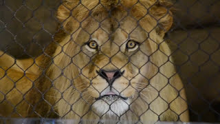 HUGE Male Lion Shocks Audience with Display  Oregon Zoo [upl. by Ytsur]