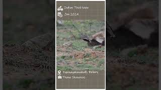 Indian stonecurlew  Indian thickknee  വയൽക്കണ്ണൻ  Birds of Bellari [upl. by Idnyc]