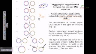 Homologous recombination of two circular DNA [upl. by Yrrok]