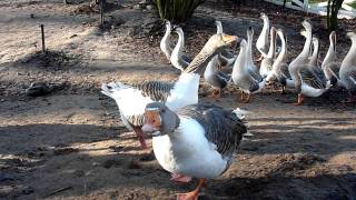 Gänse im Tierpark Arche Warder [upl. by Tabib]