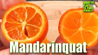 MANDARINQUAT TASTE and REVIEW  Cross between a Mandarin and a Kumquat [upl. by Gnof]