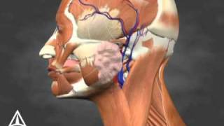 Sialorrhea Injection Site Identification  3D Medical Animation [upl. by Cymbre258]