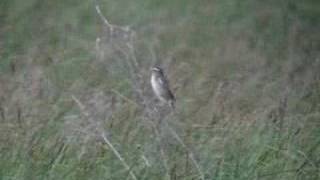 Aquatic Warbler  Acrocephalus paludicola [upl. by Palmer359]