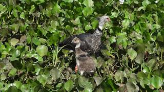 SOUTHERN SCREAMER WITH CHICK AT THE NORTHERN PANTANAL OF MATO GROSSO TACHÃ COM FILHOTE NO MT [upl. by Oirotciv946]