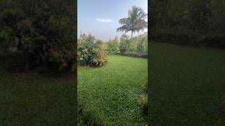 lawn grass [upl. by Liew]