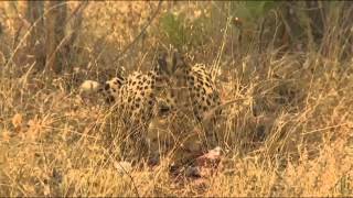 Cheetah Eating a Duiker Kill [upl. by Nauq976]