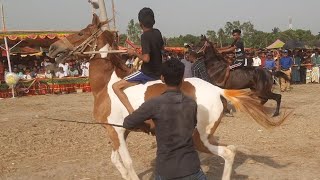 সেই টান টান উত্তেজনায় ঘোড়া দৌড় প্রতিযোগিতা পাবনা চাটমহর  Big Big Rorse Raceing 2024 [upl. by Dranyar]