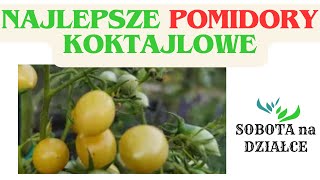 Najlepsza odmiana pomidorów koktajlowych🍅🍅🍅 [upl. by Sices]