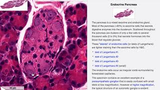 HISTOLOGI BUKSPYTTKJERTELEN PANCREAS [upl. by Kalvin436]