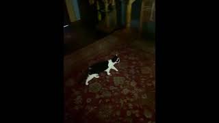 Cat roams around St Mary of Egypt Orthodox church [upl. by Leong]