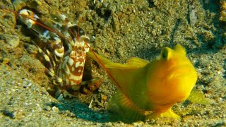 Goby and shrimp in home [upl. by Nilson]