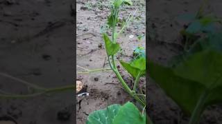 satisfying rurallifetr gardening farmernaturallife garden myrurallife agriculture [upl. by Ennaira59]