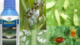 Movento od  movhento  Bayer movento  systemic insecticide [upl. by Eb]