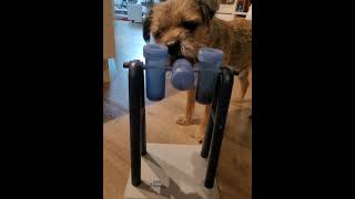 mydog hundetraining dogsofyoutube borderterrier dogtraining dogt [upl. by Burkhardt]