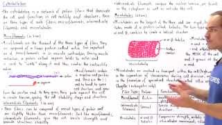 Microfilaments Intermediate Filaments and Microtubules [upl. by Eceinwahs]