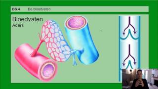 VMBO HAVO 2  Bloedsomloop  Basisstof 4 De bloedvaten [upl. by Ydnew]