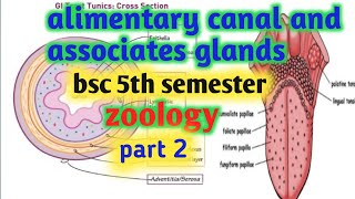 alimentary canal and associates glands bsc 5th semestertongue histology of alimentary canal [upl. by Joshuah]