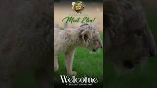 Newborn Lion Cub at DHA Multan 360 Zoo [upl. by Ahtebbat109]