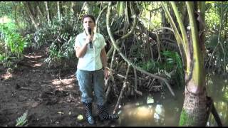 ¿Qué es un estuario Reserva Natural Caño Boquilla en Mayagüez [upl. by Stander758]