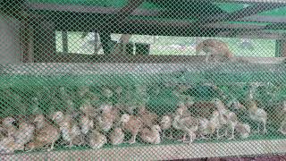 HUBBARD Chicken farming in the Philippines [upl. by Nicoline490]