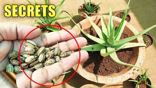 ALOE VERA PLANTS SECRETS CARE TIPS Do’s amp Don’ts  Automatic Propagation [upl. by Jaycee884]