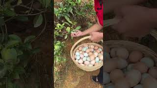 Pick up chicken eggs farming [upl. by Nylak]