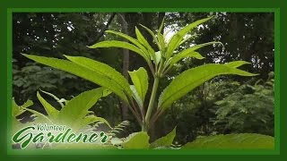 Medicinal Herbs Lisas Greenhouse amp Gardens  Volunteer Gardener [upl. by Routh303]