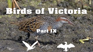 Birds of Victoria Part IX [upl. by Licko888]