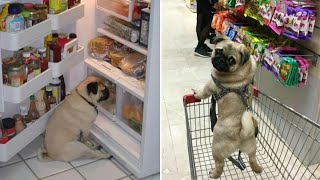 Only Pug can make us HAPPY and LAUGH  Funny and Cute Pug Puppy Videos Compilation [upl. by Loux]