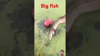 fisherman fishing fishermanlife fruit shortsvideo viralvideo fish fishingtips fishermans [upl. by Hrutkay]