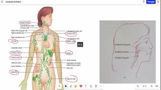 Barrons 161 Sistemul limfatic [upl. by Yatnahc]