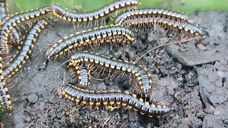 Harpaphe haydeniana commonly known as the yellowspotted millipede [upl. by Doe]