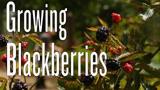 How to Plant Blackberry Bushes [upl. by Towbin433]