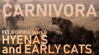 CARNIVORA IV  Feliformia part1  Hyaenas and early cats 🐯 [upl. by Einwahs]