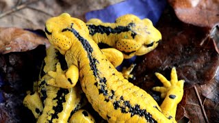 Breeding and Rearing Fire Salamanders [upl. by Nhor2]