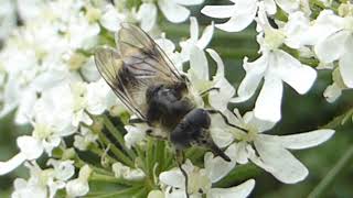 Bumblebee mimic Hoverfly  Cheilosia illustrata  Humlusveifa  Sveifur  Hermir eftir hunangsflugum [upl. by Ellerret]