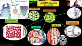 Clase 1 Introducción a propagación vegetativa [upl. by Darelle]