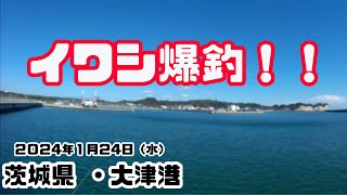 茨城県大津港・あるポイントだけイワシが爆釣した【2024年1月24日】 [upl. by Mairam]