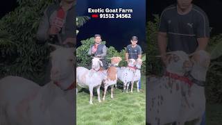 Mumbai’s best Barbari Goats are at Exotic Goat Farm  Excellent Palai Results [upl. by Hyo203]