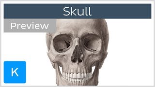 Skull anterior and lateral views preview  Human Anatomy  Kenhub [upl. by Adnohsek]