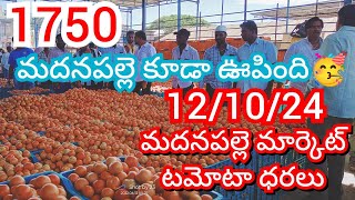 121024 Madanapalle Tomato Market price Today  Today Tomato Market Rate in Madanapalle today [upl. by Gilus]