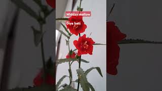 Midday mallow Diya bati youtubegardenplantsflowersshortsfeedshortssubscribelikereelmallow [upl. by Asaph]