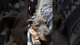 All the rumors they say about these dogs are LIES pitbull dog doge ytshorts love [upl. by Hassadah]