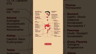 Comprehensive Guide to Hormones in the Human Body  Endocrine System Explained [upl. by Evan]